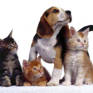 Animales domesticos