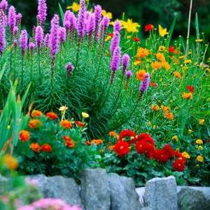 QUANT SAPS DE LES PLANTES?
