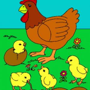 CUENTO DEL POLLITO DESOBEDIENTE
