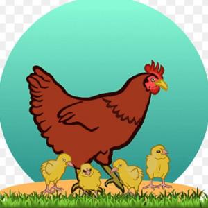 CUENTO DEL POLLITO DESOBEDIENTE