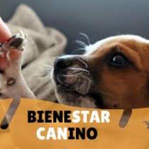 Promover el bienestar de los perros