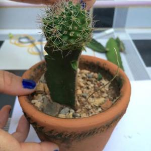 Adaptaciones de las plantas