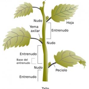 Partes del tallo