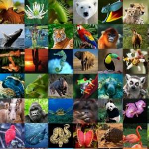 grupo de animales