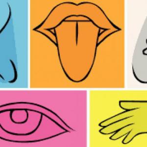 LOS 5 SENTIDOS