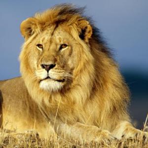 Curiosidades de los animales salvajes