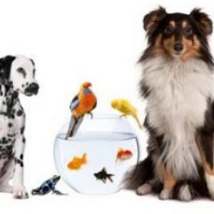 Curiosidades animales domésticos