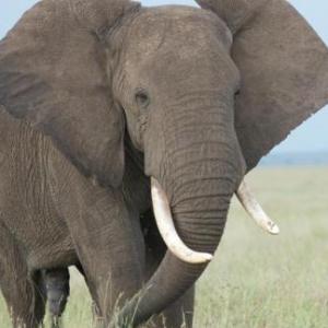 Memory de animales