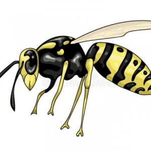 LOS INSECTOS