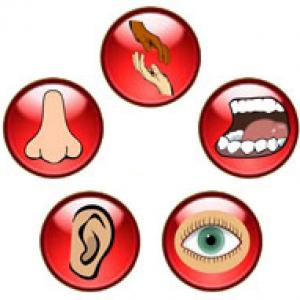 5 Senses (Vocabulary)