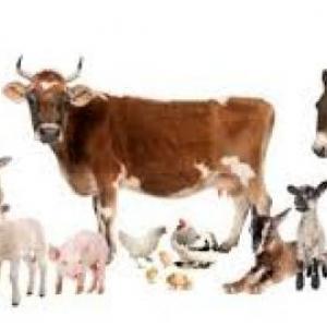 animales de granja