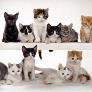 GATOS