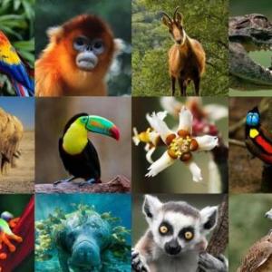 trivia de animales
