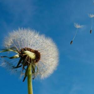 El diente de león
