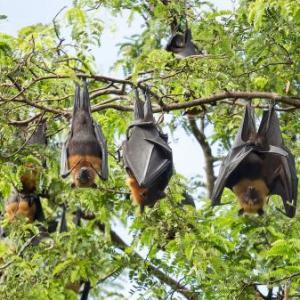 Los Murcielagos