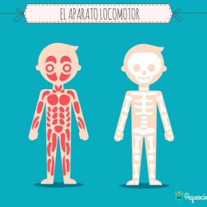 quiz de aparato locomotor