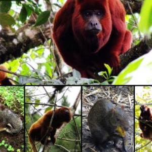 Animales Sorprendentes De La Región Andina
