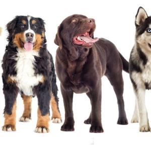 CUANTO SABES SOBRE PERROS