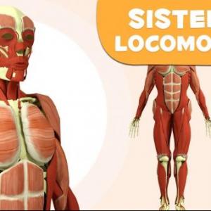 2. SISTEMA LOCOMOTOR