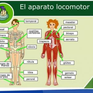2. SISTEMA LOCOMOTOR