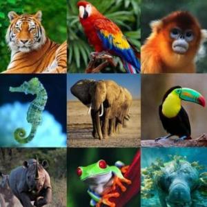 Imagen de portada del videojuego educativo: ANIMALES Y SU DESPLAZAMIENTO , de la temática Biología