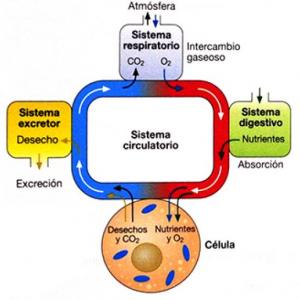 LA CIRCULACION
