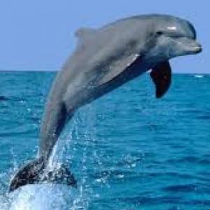 ASOCIAR ANIMALES