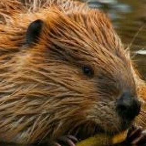 Animales