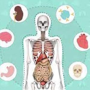 LOS SISTEMAS Y ORGANOS DEL CUERPO 