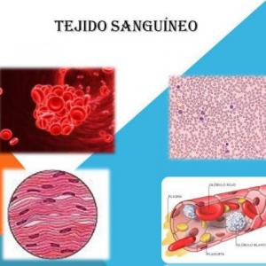 Juego Tejido Sanguíneo y Hematopoyesis