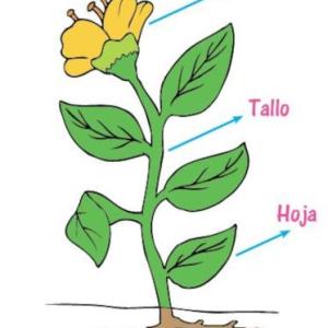 Portada del juego Estructura de la planta – Ciencias