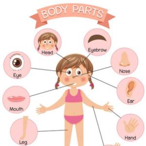 Choose the correct body part