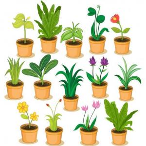 Plantas