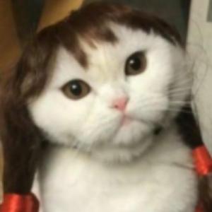 los gatos