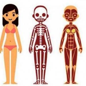 El Cuerpo Humano