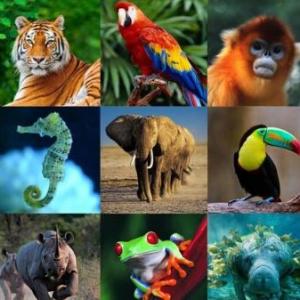 Imagen de portada del videojuego educativo: Animales de cada región, de la temática Ciencias