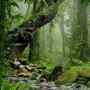 ENCONTRAMOS ANIMALES EN LA  SELVA