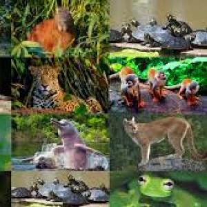 Conociendo los animales