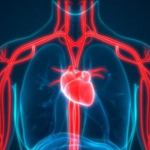 Integración Clínica Sistema Cardiovascular
