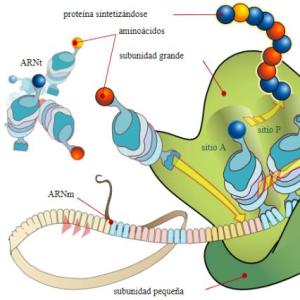 Aminoglucósidos 