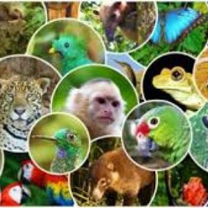 Fauna