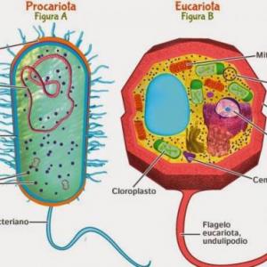 cuestionario de la célula eucariota