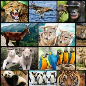 Let's play with animals!