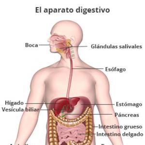 SISTEMA DIGESTIVO