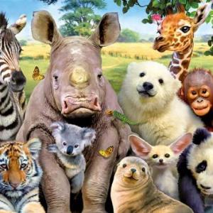 Mundo animal