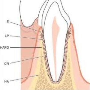 ANATOMIA DELPERIODONTO E HISTOLOGIA DENTAL