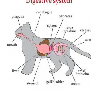 Sistema Digestivo en animales