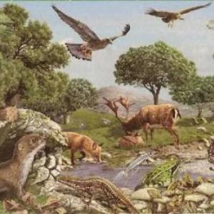 Imagen de portada del videojuego educativo: Biodiversidad (animal), de la temática Biología