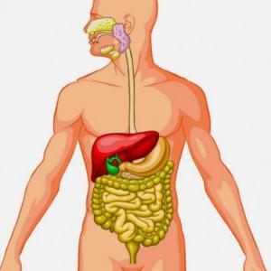 Órganos del aparato Digestivo