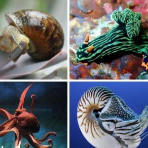 Mollusca 